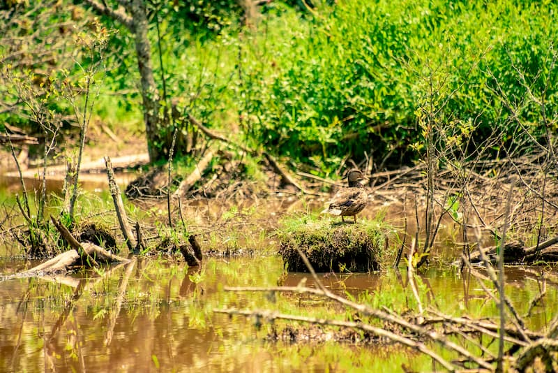 cranberry