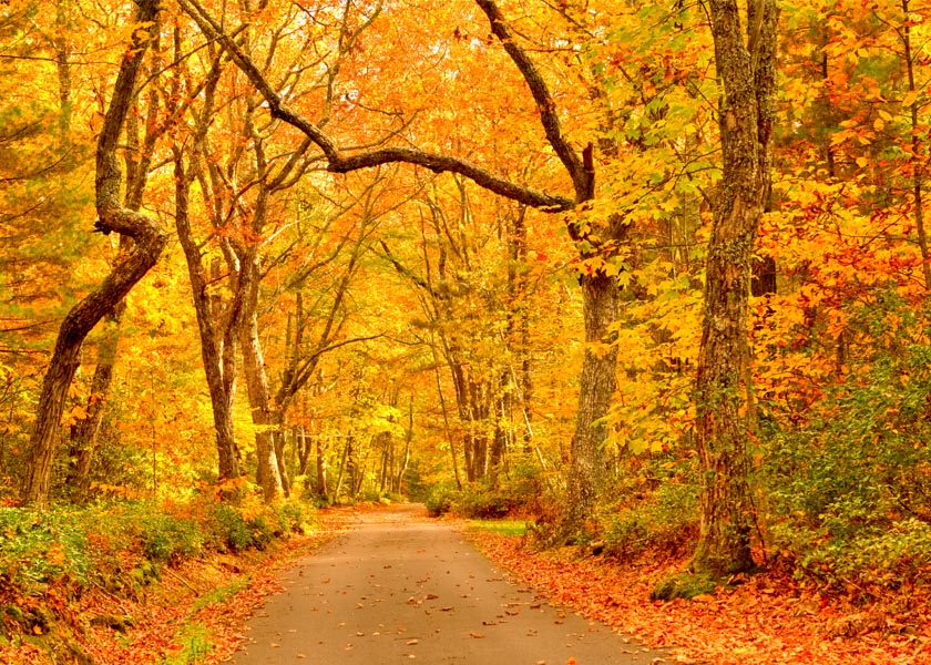 Beartown State Park - Pocahontas County, WV