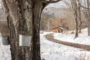 A winter scene of a maple syrup production site, showing metal sap collection buckets attached to maple trees in the foreground and a rustic wooden sugar shack or syrup house along a snowy path in the background, surrounded by bare trees.