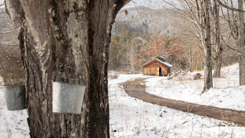 A winter scene of a maple syrup production site, showing metal sap collection buckets attached to maple trees in the foreground and a rustic wooden sugar shack or syrup house along a snowy path in the background, surrounded by bare trees.