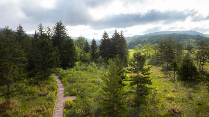 A wooden boardwalk trail winds through a green bog, wetland area with evergreen trees and mountains in the background.