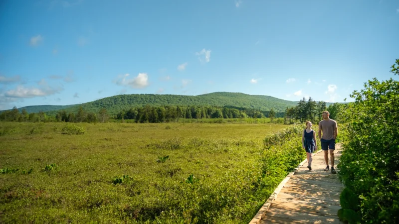 Two people walking on a wooden boardwalk through a green wetland area with forested hills in the background under a blue sky.