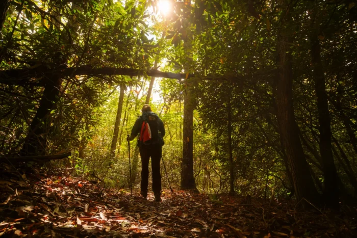 A person with a backpack hiking through a dense forest on a sunny day, with sunlight filtering through the tree canopy.