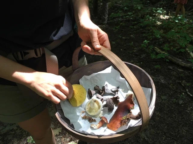 Hands holding woven basket containing various mushrooms. 