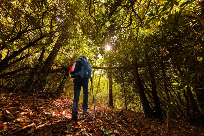 A hiker with a backpack stands on a forest trail covered in fallen autumn leaves, surrounded by dense trees with sunlight filtering through the canopy above.