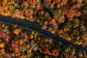 Aerial view of a winding road cutting through a dense forest in peak autumn colors, with trees displaying vibrant red, orange and yellow foliage from above.