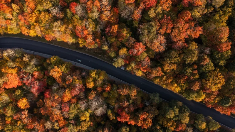Aerial view of a winding road cutting through a dense forest in peak autumn colors, with trees displaying vibrant red, orange and yellow foliage from above.