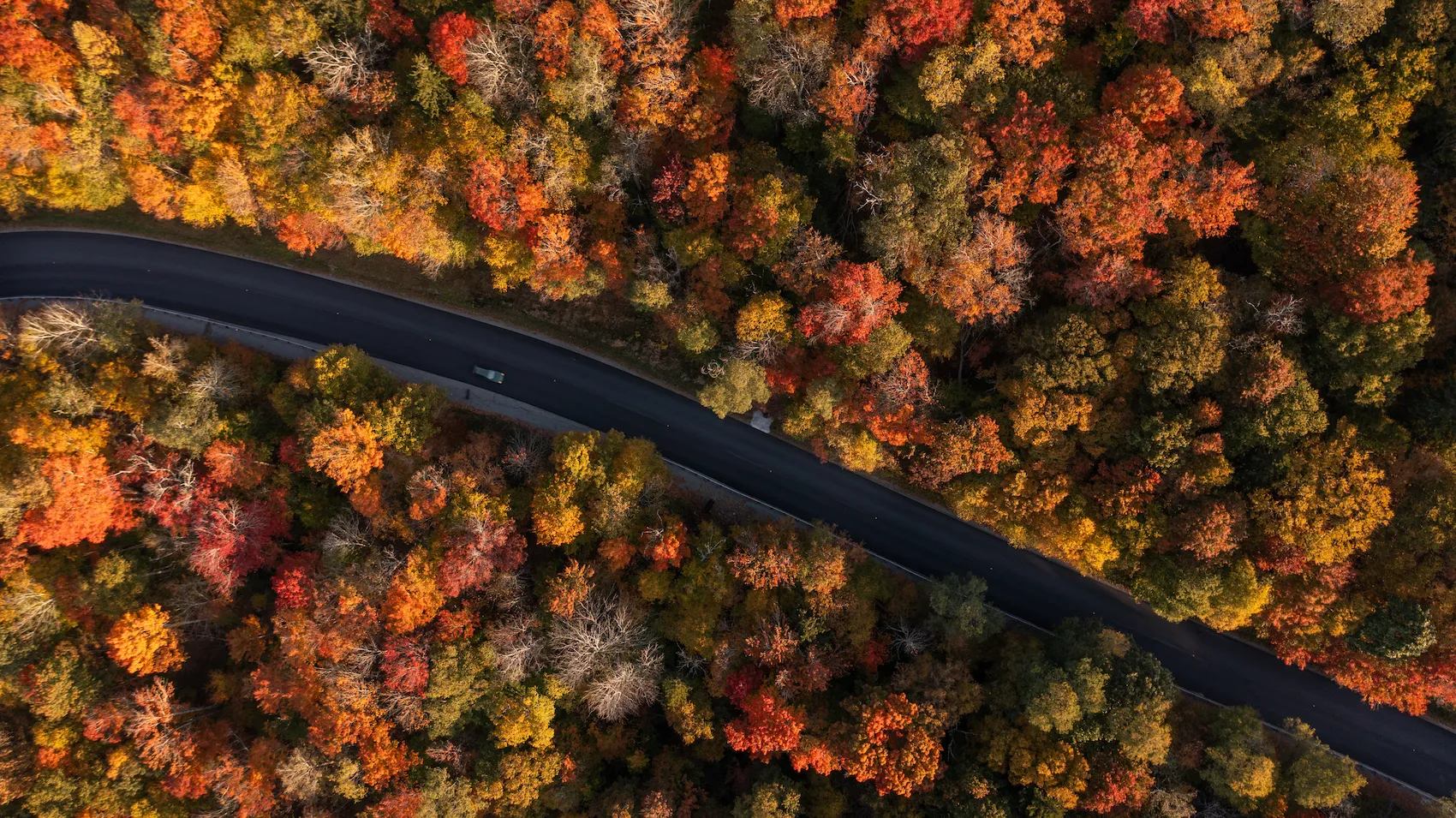 PCCVB Fall 2023-115 Aerial view of a winding road cutting through a dense forest in peak autumn colors, with trees displaying vibrant red, orange and yellow foliage from above.