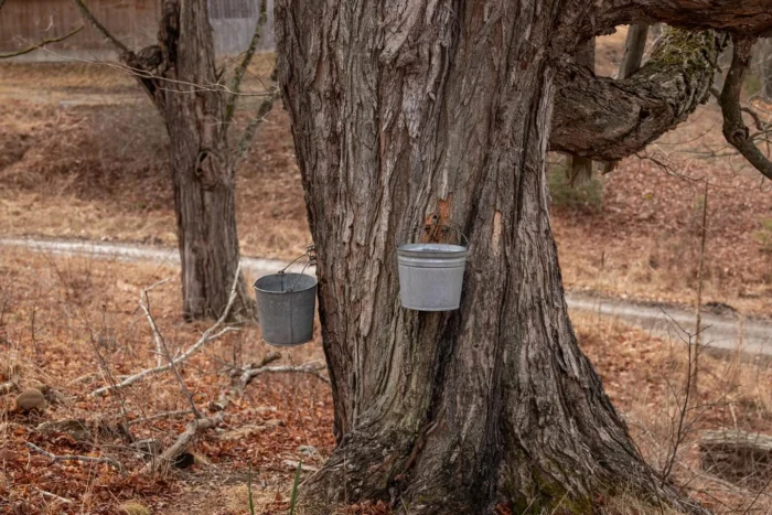 Two metal sap collection buckets hanging on a maple tree trunk