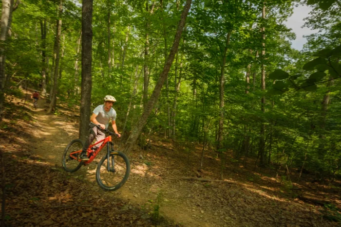 Mountain biker riding through a forest trail surrounded by fallen leaves and ferns