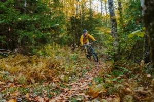 Mountain biker riding through an autumn forest trail surrounded by fallen leaves and ferns