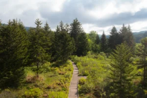 Aerial view of the Cranberry Glades wooden boardwalk winding through the green mountain bog surrounded by evergreen trees under a cloudy sky.