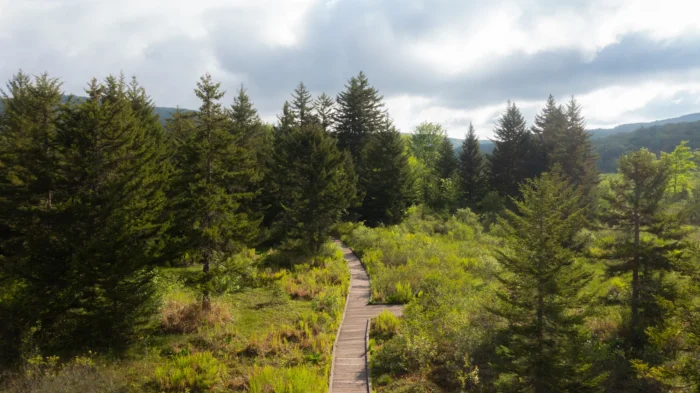 Aerial view of the Cranberry Glades wooden boardwalk winding through the green mountain bog surrounded by evergreen trees under a cloudy sky.