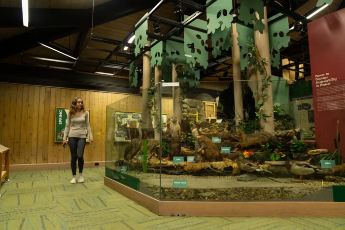 A girl looks at an exhibit at the Cranberry Mountain Nature Center.