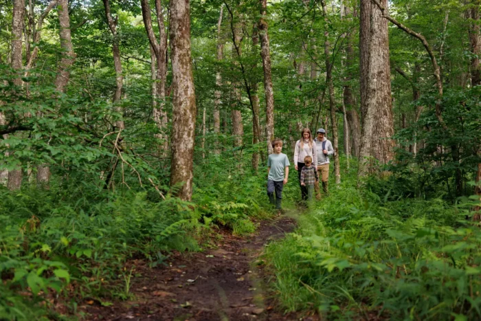 A family hiking a dirt trail surrounded by green trees and ferns.