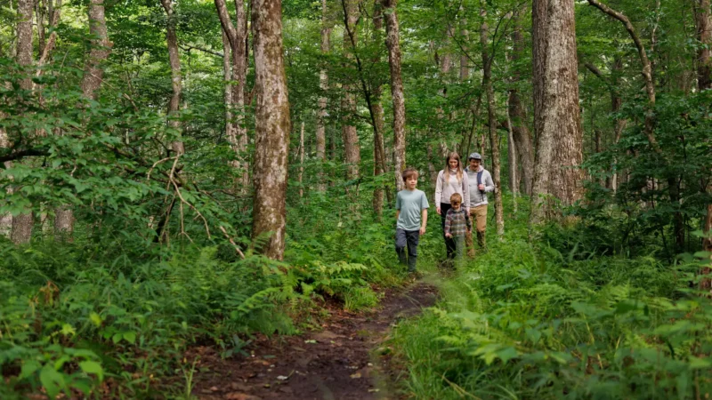 A family hiking a dirt trail surrounded by green trees and ferns.